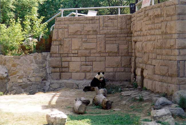 Panda du zoo de Pékin - Beijing