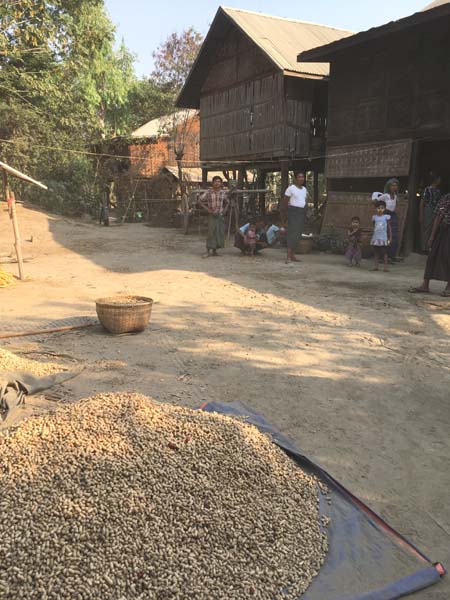 Récolte de cacahouètes dans un village de Magwe    