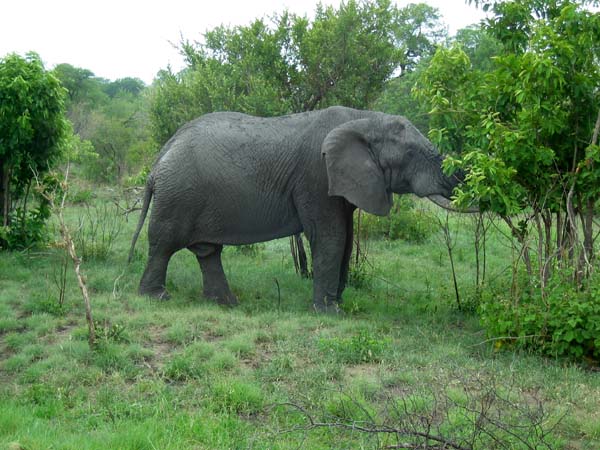 Big Five - L'éléphant d'Afrique  . . .