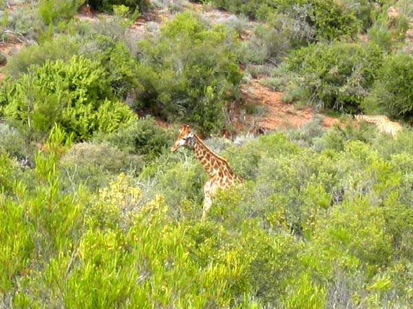 Un belle girafe dans le bush  . . .