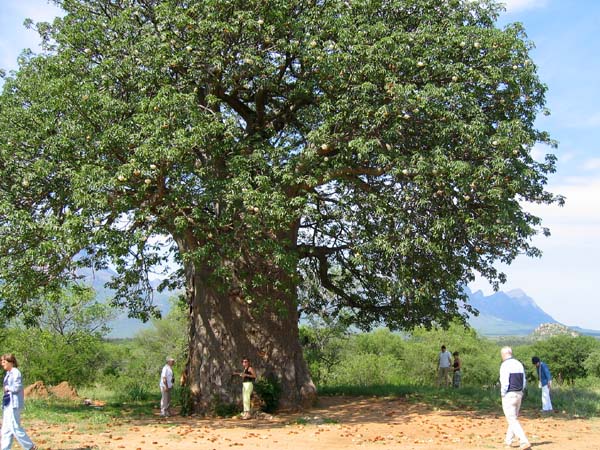 Un très beau baobab  . . .