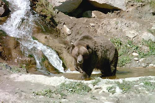 Grizzli dans le parc zoologique de St-Félicien 
